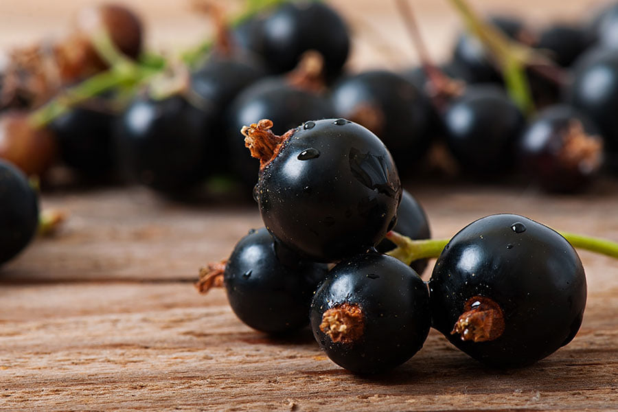 5 Things our Experts Know About Blackcurrants