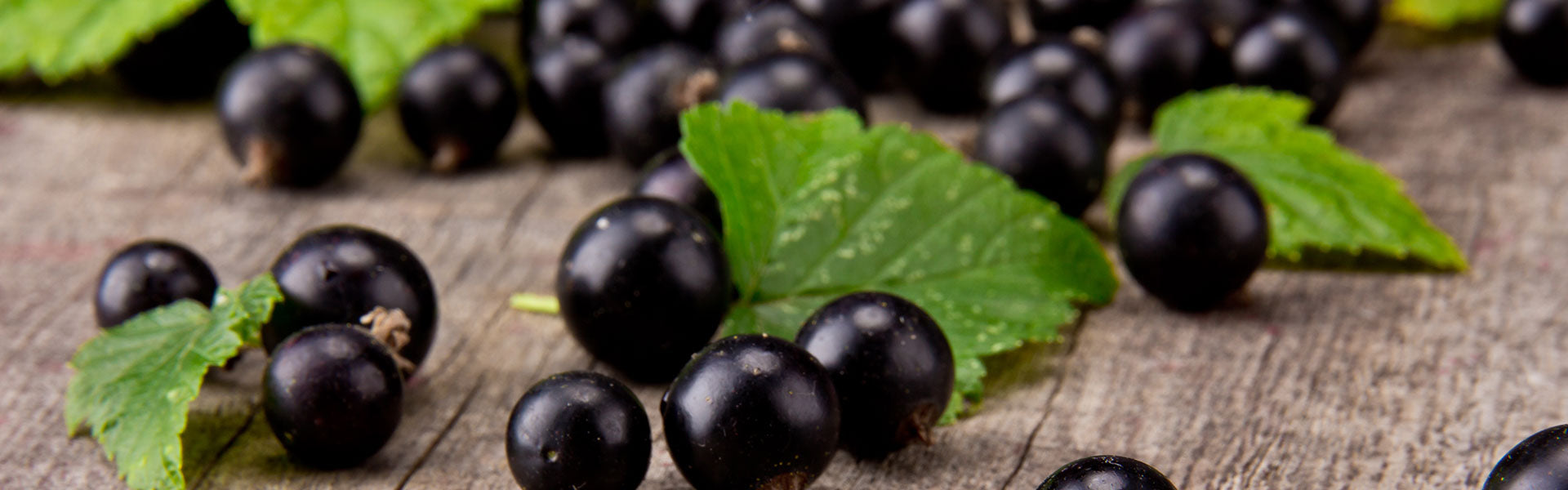 VitalityNZ Are Gold Sponsors At The Healthy Ageing APAC Summit