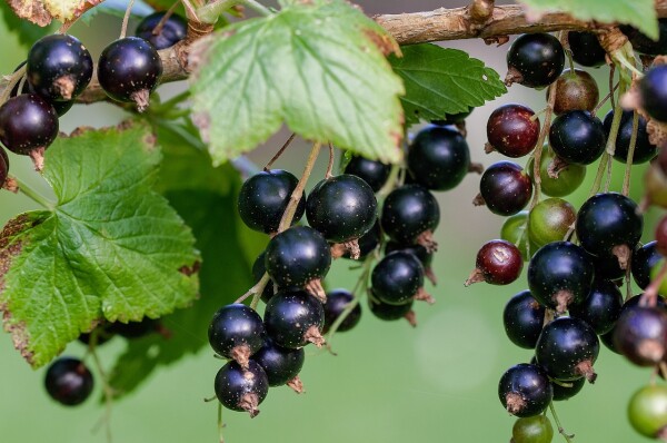 antioxidant in blackcurrant