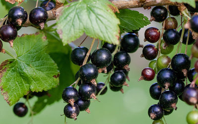 Blackcurrants: the Ultimate Heart-Protective Berry